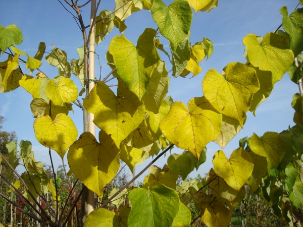 Cercis canadensis