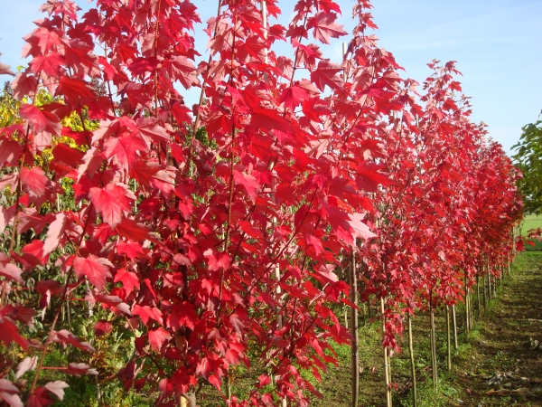 Acer rubrum Brandywine