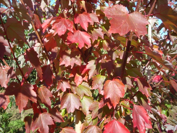 Acer rubrum Brandywine