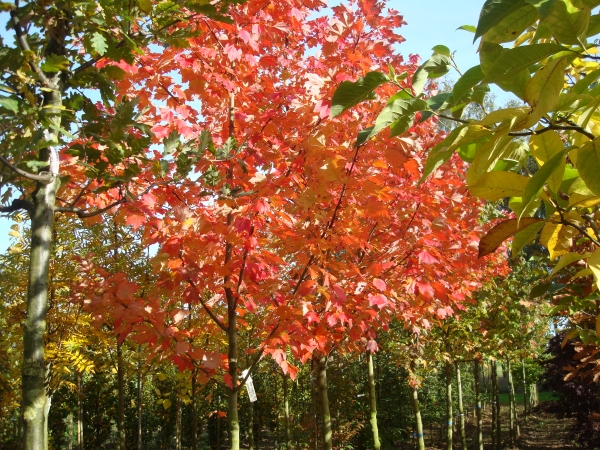Acer rubrum October Glory