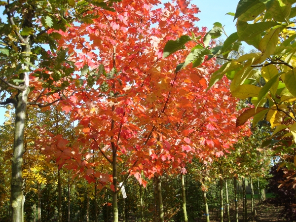 Acer rubrum October Glory