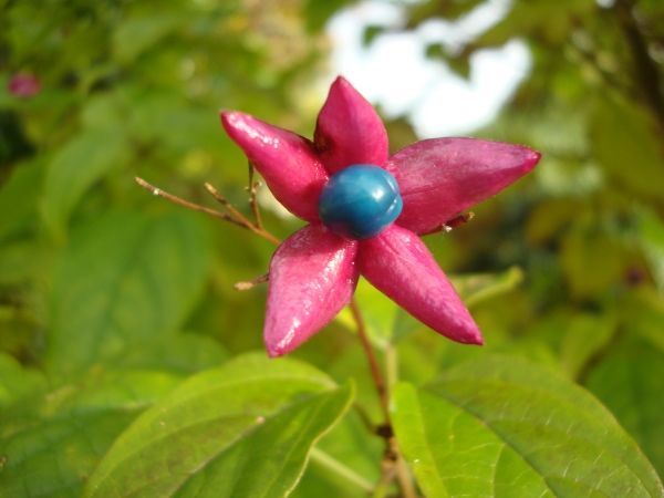 Clerodendrum trichotomum var. fargesii