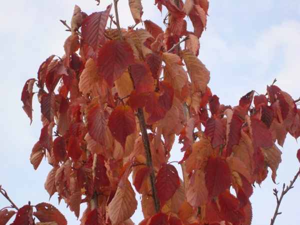 Prunus sargentii Charles Sargent