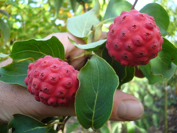 Cornus kousa Big Apple