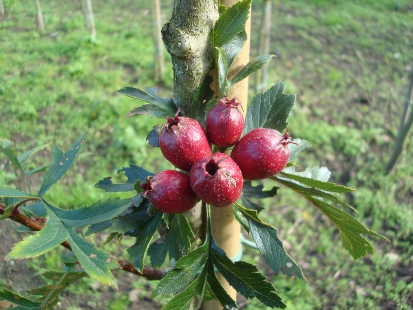 Crataegus pinnatifida Mans