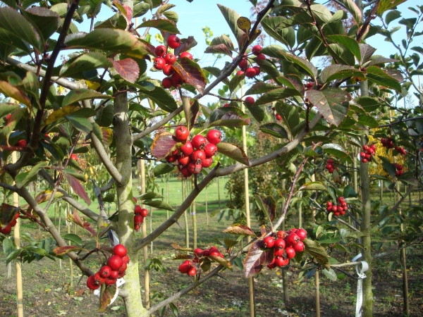 Crataegus succulenta Jubilee