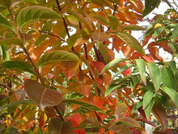 Lagerstroemia Muskogee