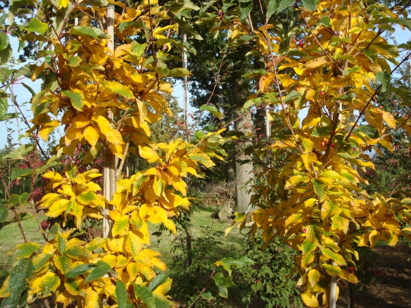 Sorbus alnifolia Red Bird 