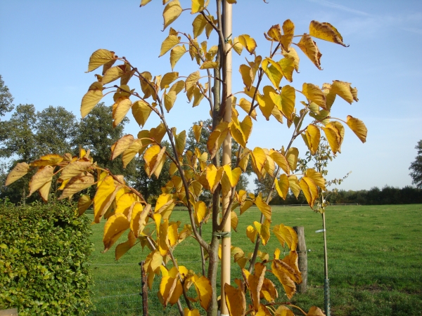 Tilia insularis