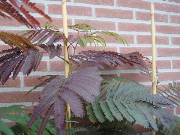 Albizia julibrissin Evi`s Pride