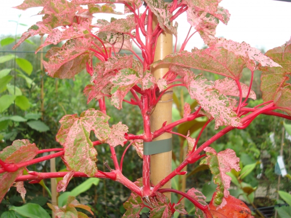 Acer conspicuum Red Flamingo