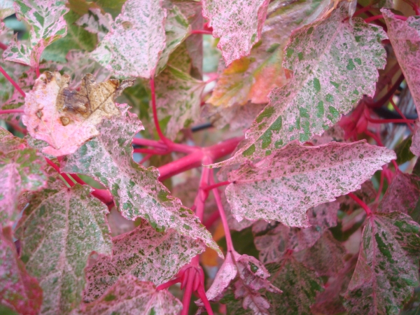 Acer conspicuum Red Flamingo