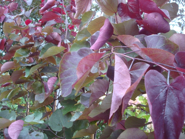 Cercis canadensis Merlot