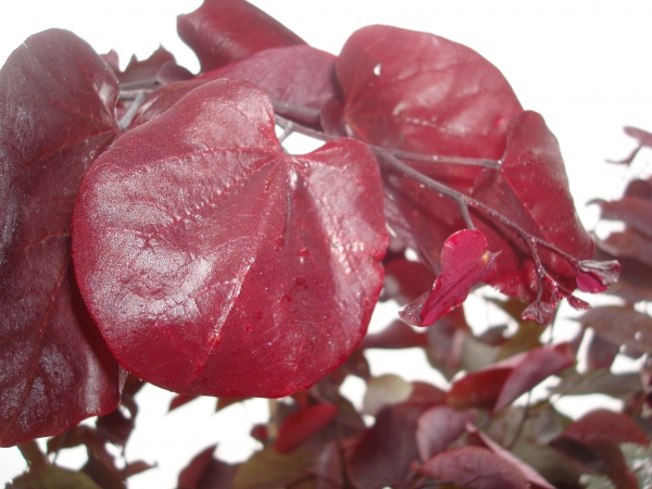 Cercis canadensis Merlot