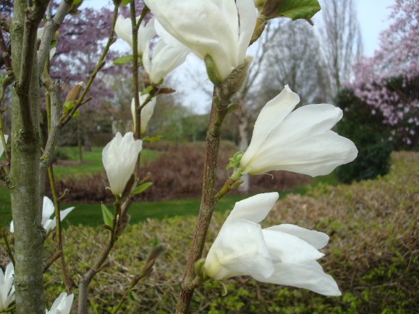 Magnolia kobus Isis ®