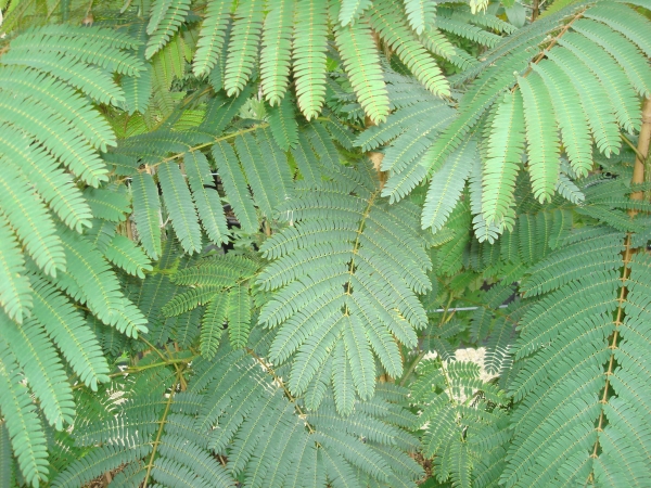 Albizia julibrissin Boubri (Ombrella)