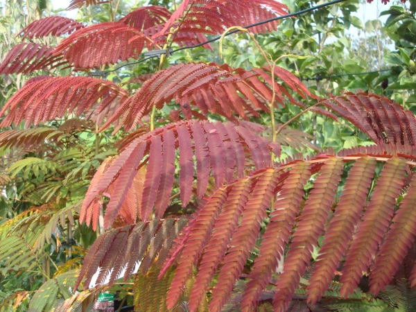 Albizia julibrissin Evi`s Pride