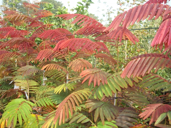 Albizia julibrissin Evi`s Pride