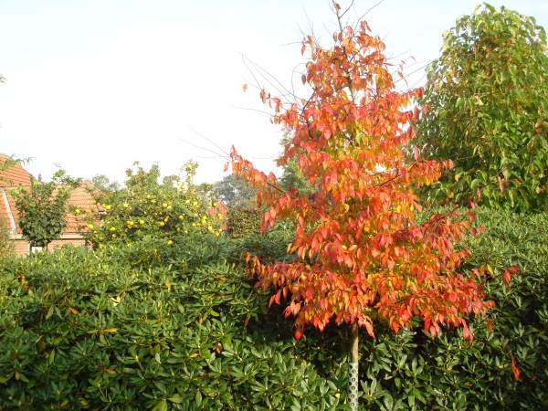 Carpinus caroliniana Red Fall