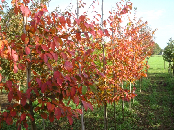 Carpinus caroliniana Red Fall