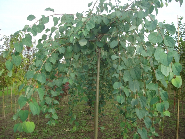 Cercidiphyllum japonicum Amazing Grace