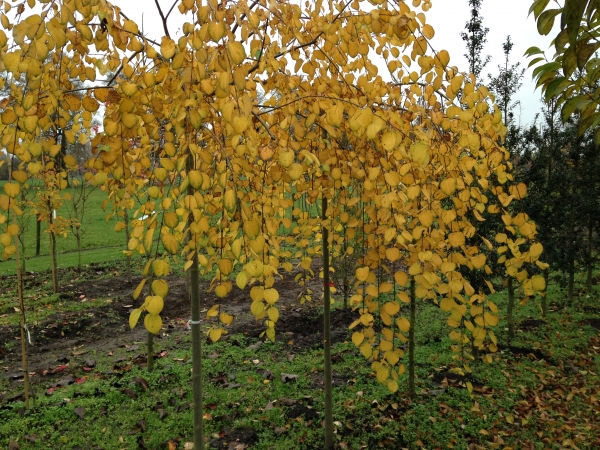 Cercidiphyllum japonicum Amazing Grace