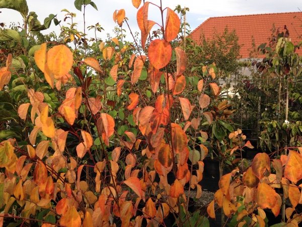 Cercidiphyllum japonicum Krukenberg Dwarf