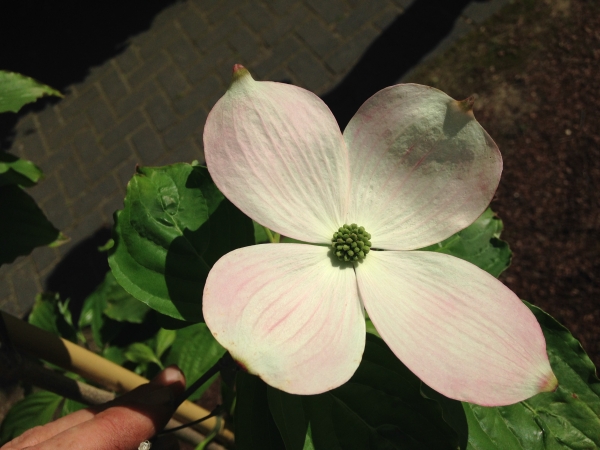 Cornus kousa Cappuccino