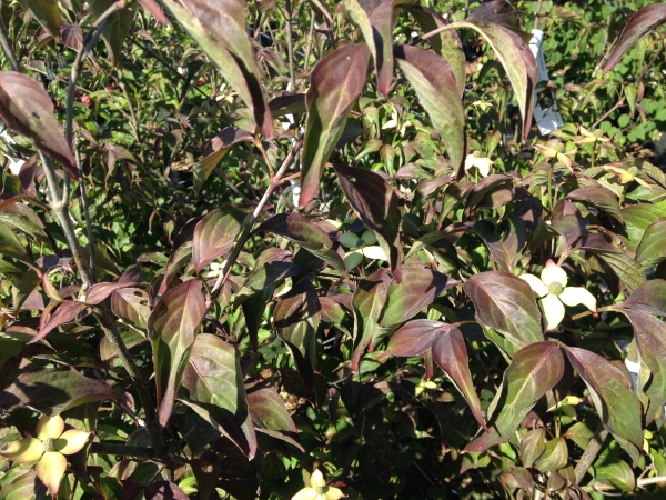 Cornus kousa Cappuccino