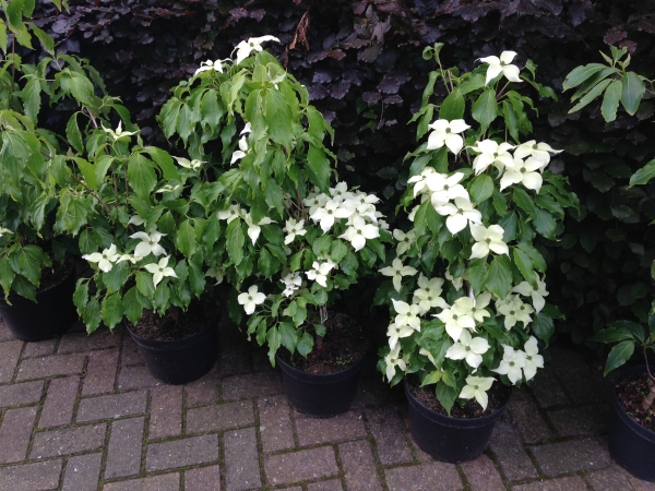 Cornus kousa Nicole