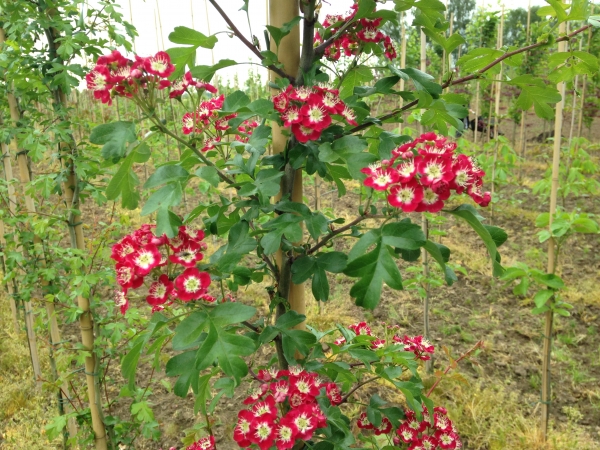 Crataegus laevigata Crimson Cloud