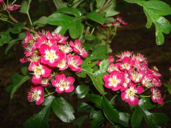 Crataegus laevigata Crimson Cloud