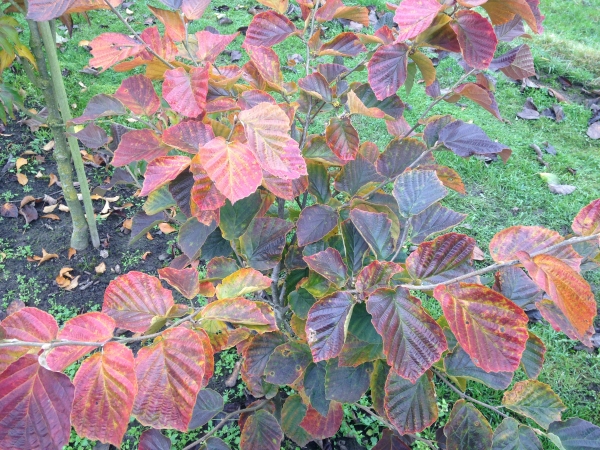 Hamamelis intermedia Yamina