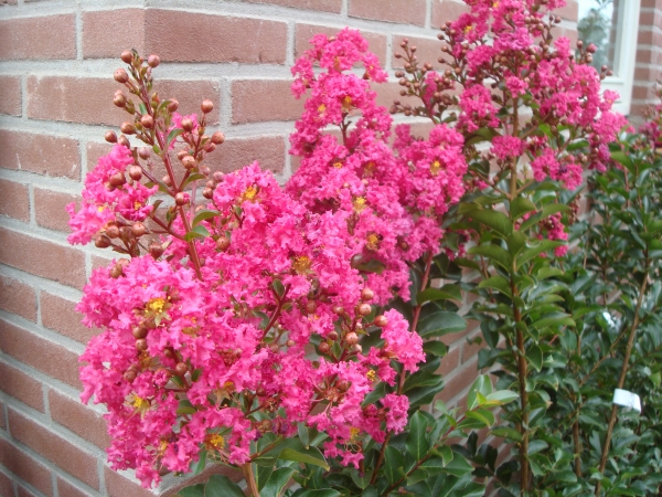 Lagerstroemia Tuscarora