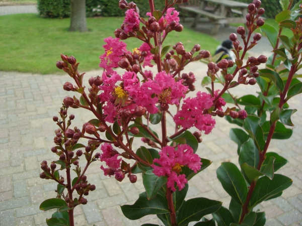 Lagerstroemia Tuscarora