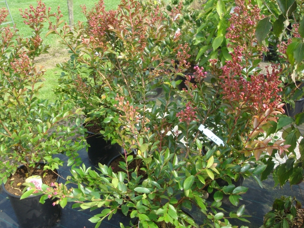 Lagerstroemia Delta Blush