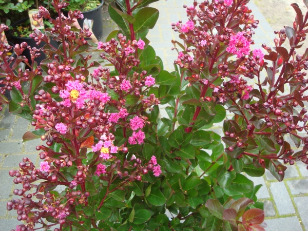 Lagerstroemia Pink Velour