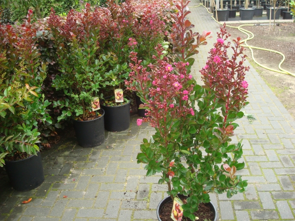 Lagerstroemia Pink Velour