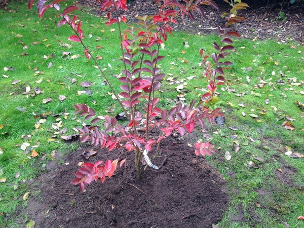 Lagerstroemia Sarahs Favorite