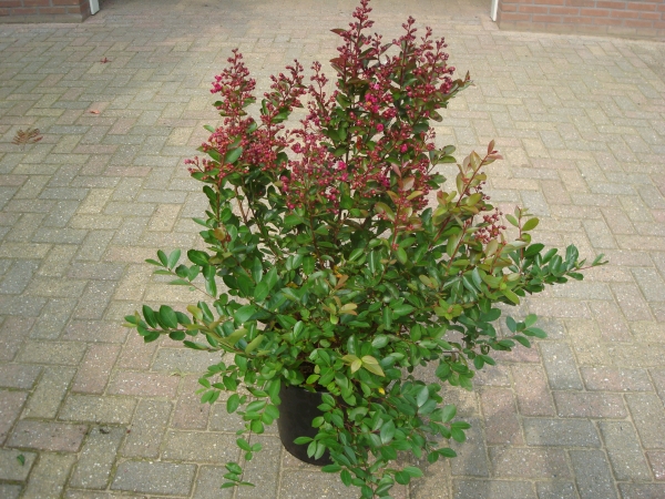 Lagerstroemia Victoria