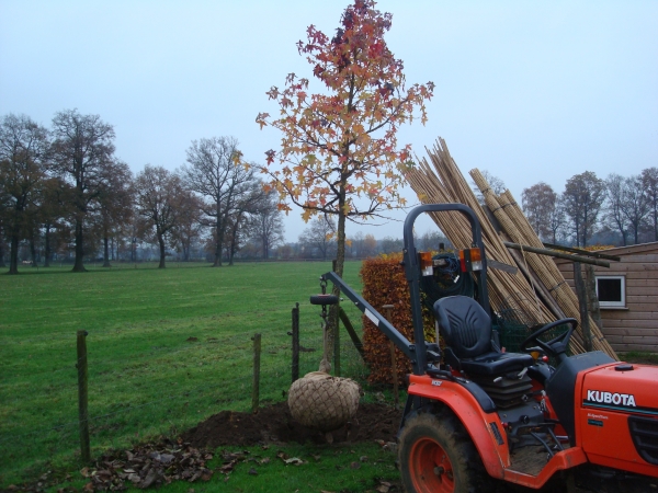 Liquidambar styraciflua Statigij