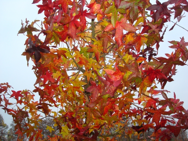 Liquidambar styraciflua Statigij