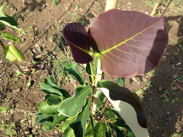 Magnolia Purple Star