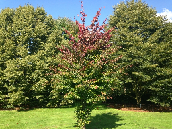 Parrotia persica Jodrell Bank