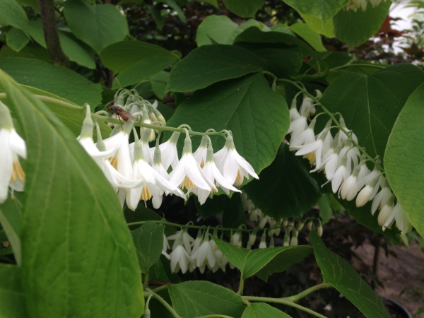 Styrax obassia