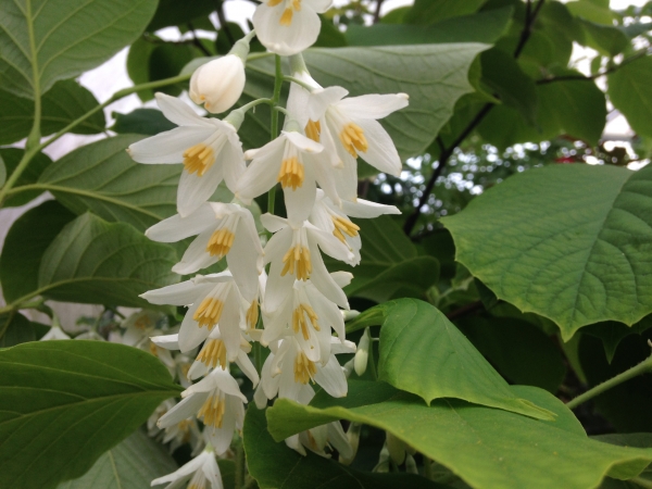 Styrax obassia