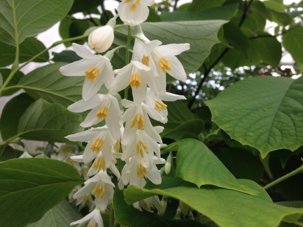 Styrax obassia