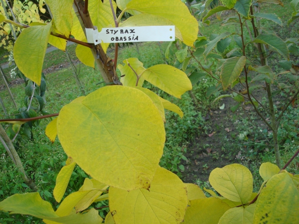 Styrax obassia