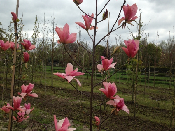 Magnolia Daybreak