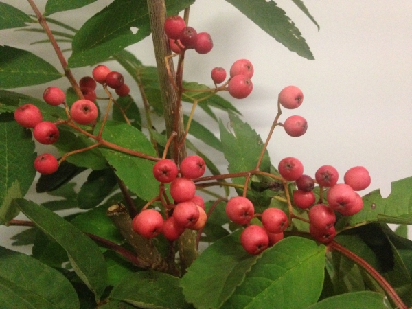 Sorbus Pink Ness